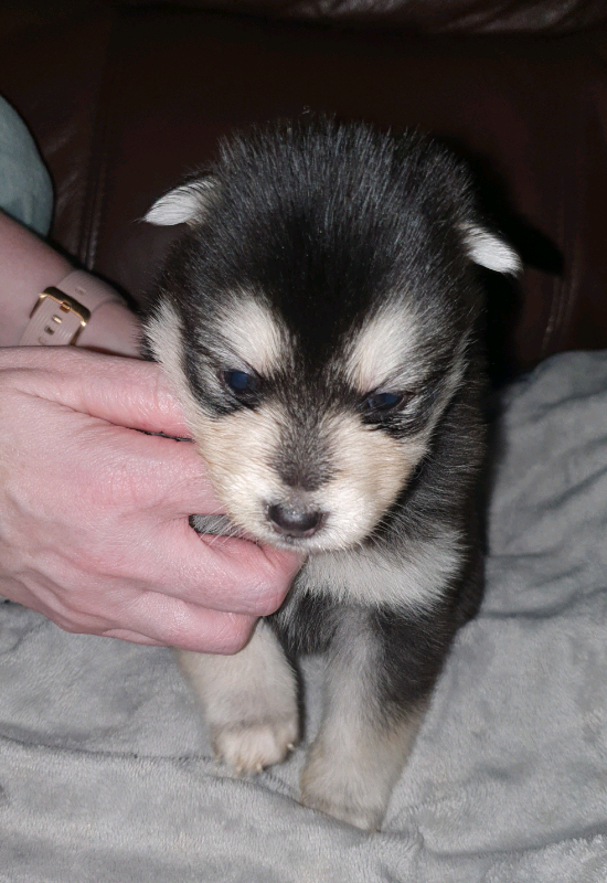 furminator pet centar